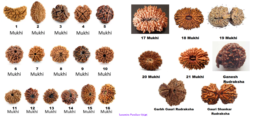 I GRANI RUDRAKSHA