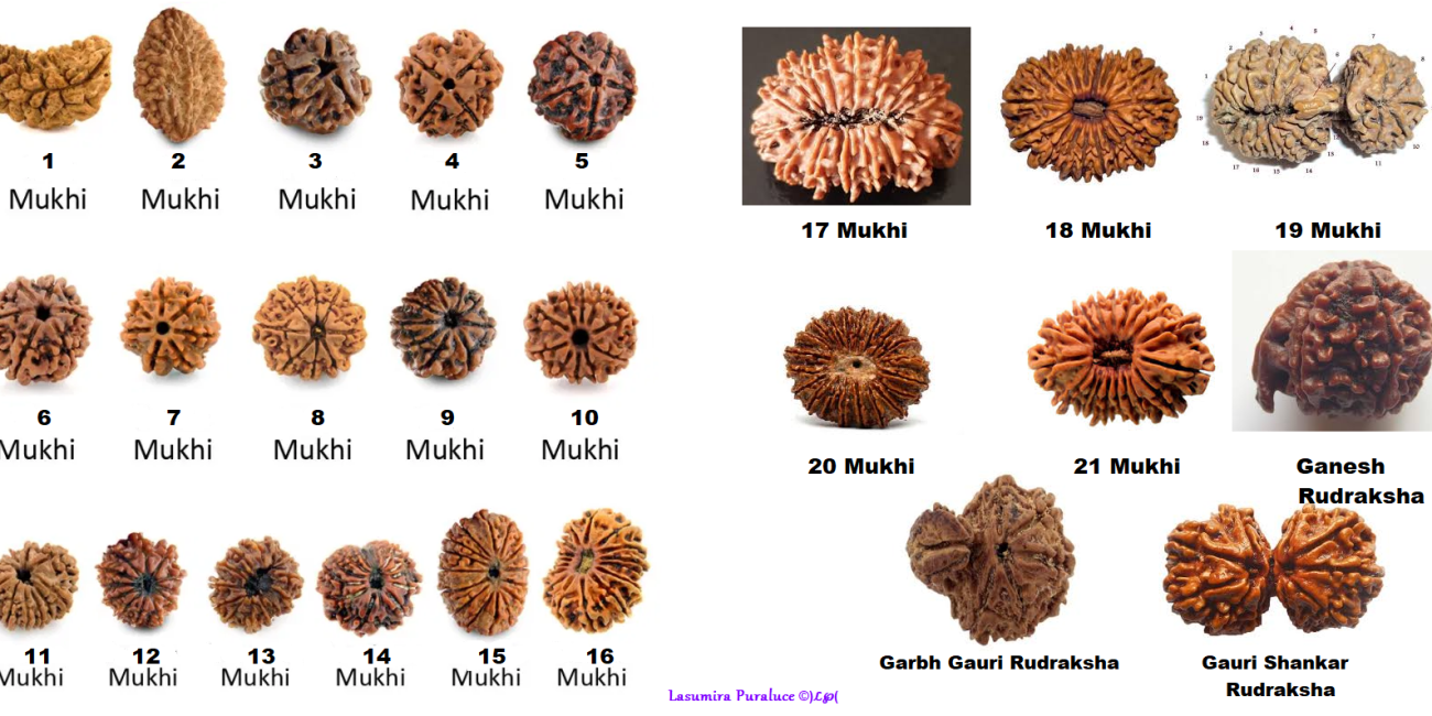 I GRANI RUDRAKSHA