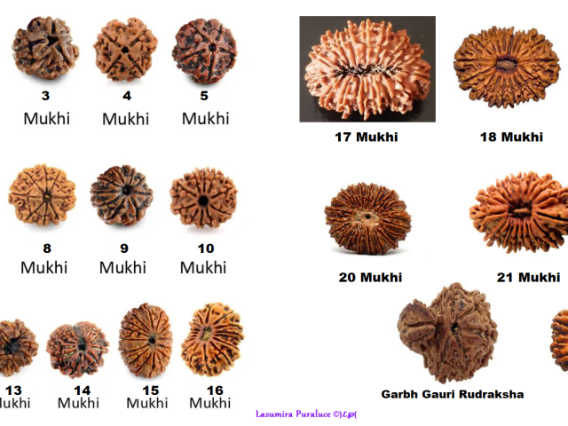 I GRANI RUDRAKSHA